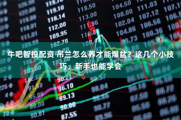 牛吧智投配资 吊兰怎么养才能爆盆?这几个小技巧,新手也能学会